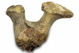 Dinosaur (Triceratops) Vertebral Arch Section - Montana #300453-1
